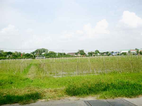 Speculators have pushed up agricultural land prices in Hoc Mon district basing on some unapproved projects (Photo: SGGP) Speculators have pushed up agricultural land prices in Hoc Mon district basing on some unapproved projects (Photo: SGGP)